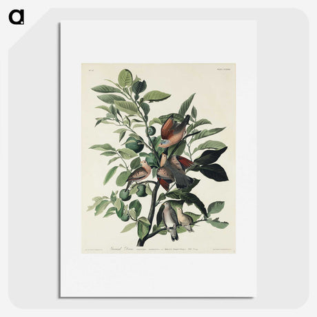 2-56_John-James-Audubon_picture