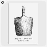 2-56_Les-Palmiers-Histoire-Iconographique_picture-crop