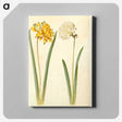 2-56_Maria-Sibylla-Merian_canvas