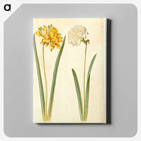 2-56_Maria-Sibylla-Merian_canvas