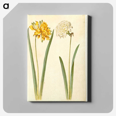 2-56_Maria-Sibylla-Merian_canvas