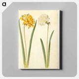 アートパネル-Narcissus pseudonarcissus
 - マリア ジビーラ メーリアン Canvas.