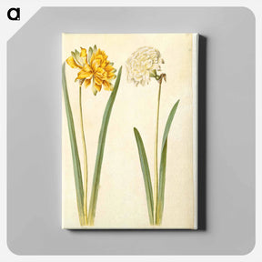 アートパネル-Narcissus pseudonarcissus
 - マリア ジビーラ メーリアン Canvas.