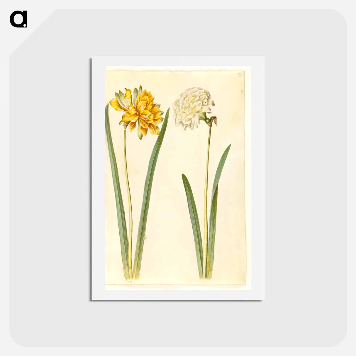 アートポストカード-Narcissus pseudonarcissus
 - マリア ジビーラ メーリアン Postcard.