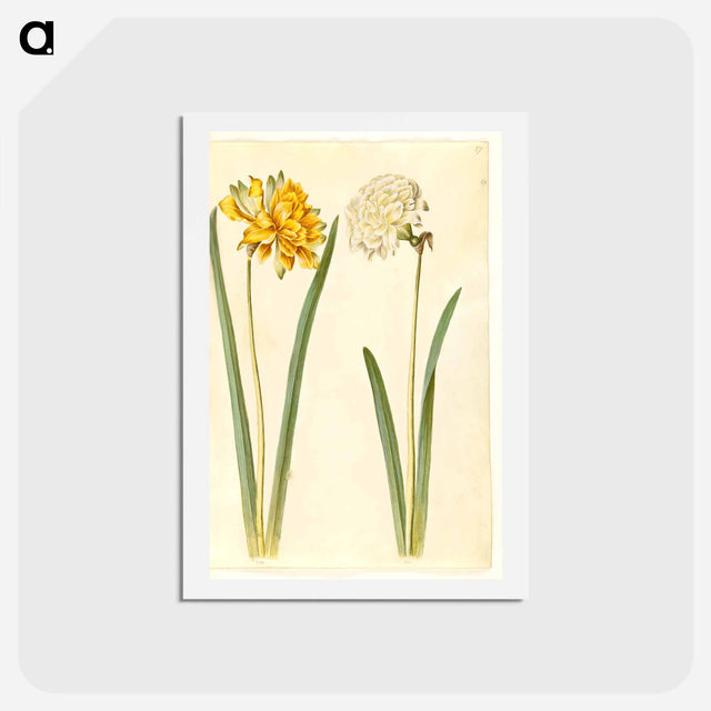 アートポストカード-Narcissus pseudonarcissus
 - マリア ジビーラ メーリアン Postcard.