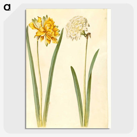 2-56_Maria-Sibylla-Merian_picture-crop