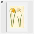 2-56_Maria-Sibylla-Merian_picture