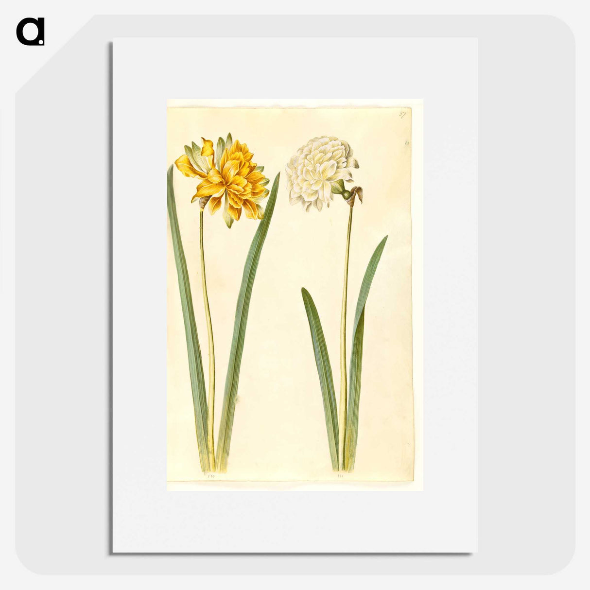 2-56_Maria-Sibylla-Merian_picture