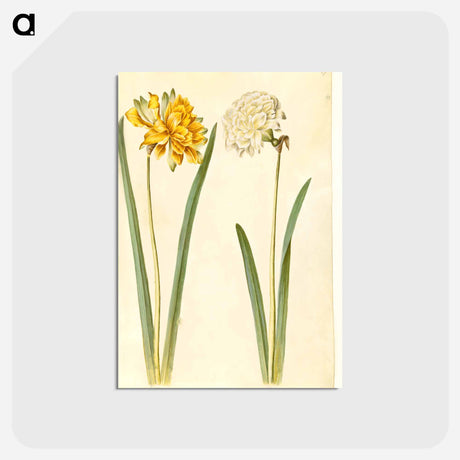 アートポストカード-Narcissus pseudonarcissus
 - マリア ジビーラ メーリアン Postcard.