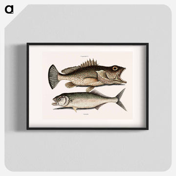 Hind Fish and Skipjack
 - マーク ケイツビー Poster.