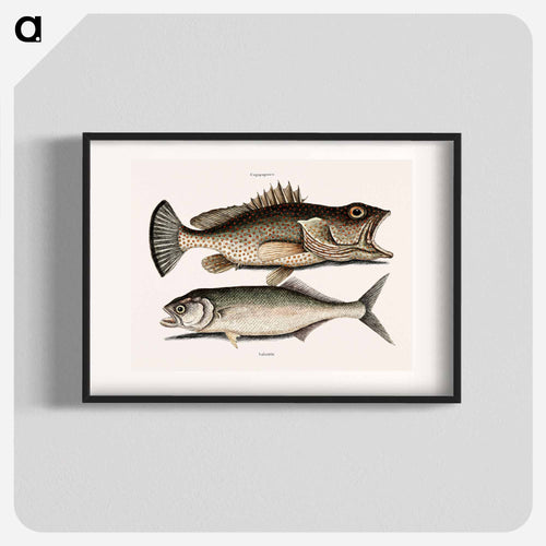 Hind Fish and Skipjack
 - マーク ケイツビー Poster.