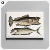 2-56_Mark-Catesby_canvas