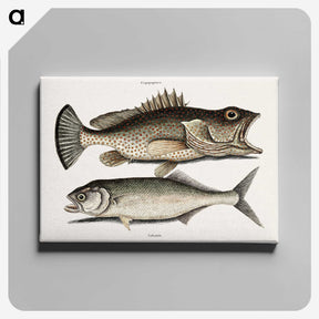 2-56_Mark-Catesby_canvas