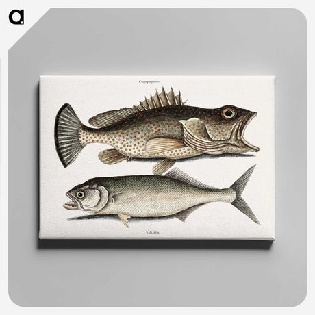 2-56_Mark-Catesby_canvas