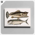 アートパネル-Hind Fish and Skipjack
 - マーク ケイツビー Canvas.