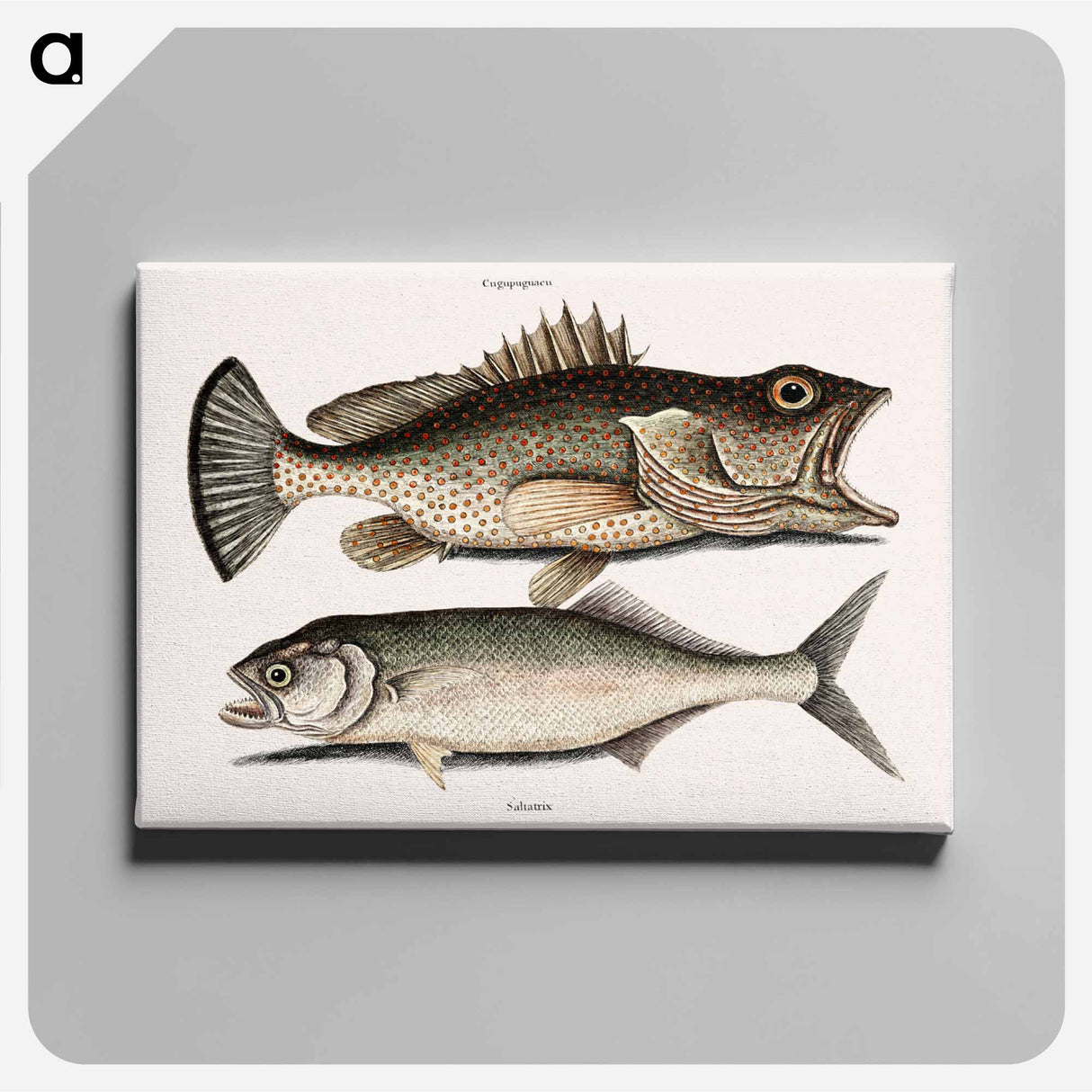 アートパネル-Hind Fish and Skipjack
 - マーク ケイツビー Canvas.