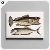 アートパネル-Hind Fish and Skipjack
 - マーク ケイツビー Canvas.