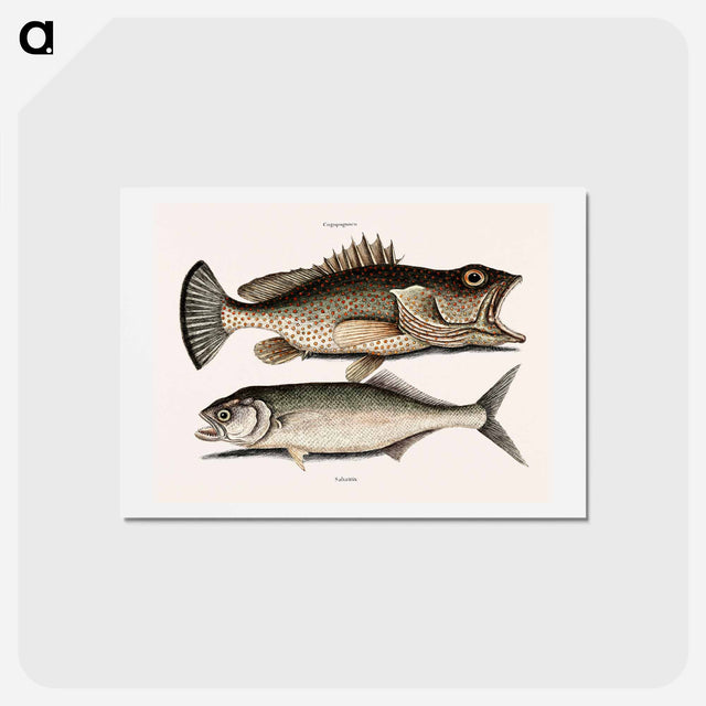 アートポストカード-Hind Fish and Skipjack
 - マーク ケイツビー Postcard.