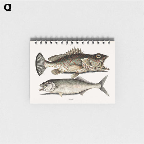 2-56_Mark-Catesby_memo