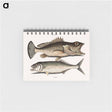アートメモ帳-Hind Fish and Skipjack
 - マーク ケイツビー Memo.