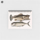 アートメモ帳-Hind Fish and Skipjack
 - マーク ケイツビー Memo.