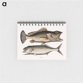 アートメモ帳-Hind Fish and Skipjack
 - マーク ケイツビー Memo.