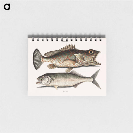 アートメモ帳-Hind Fish and Skipjack
 - マーク ケイツビー Memo.