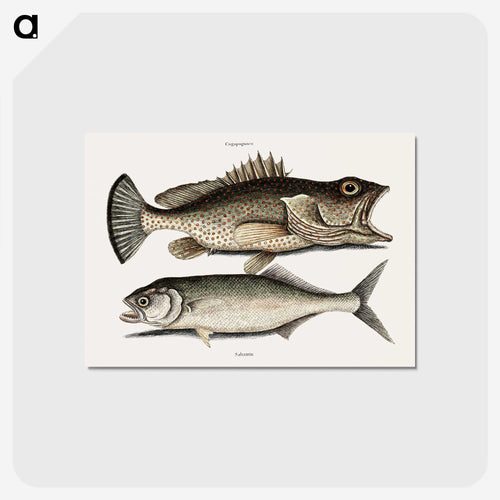 Hind Fish and Skipjack
 - マーク ケイツビー Postcard.