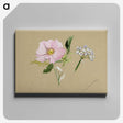 2-56_Mary-Vaux-Walcott_canvas