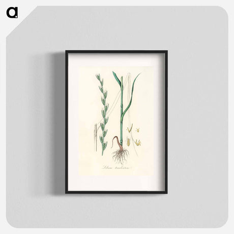 アートポスター-Darnel Illustration
 - 薬用植物学 Poster.