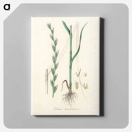 アートパネル-Darnel Illustration
 - 薬用植物学 Canvas.