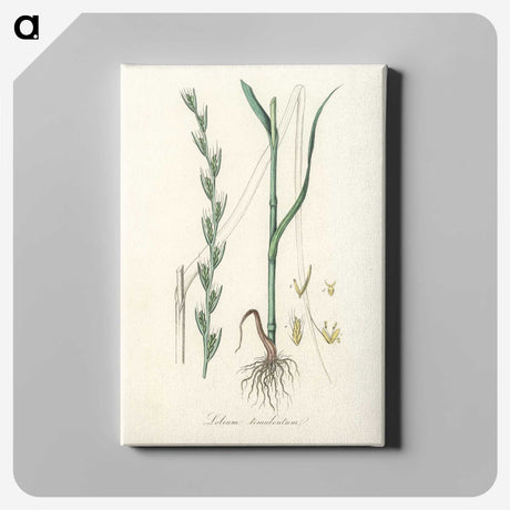 2-56_Medical-Botany_canvas