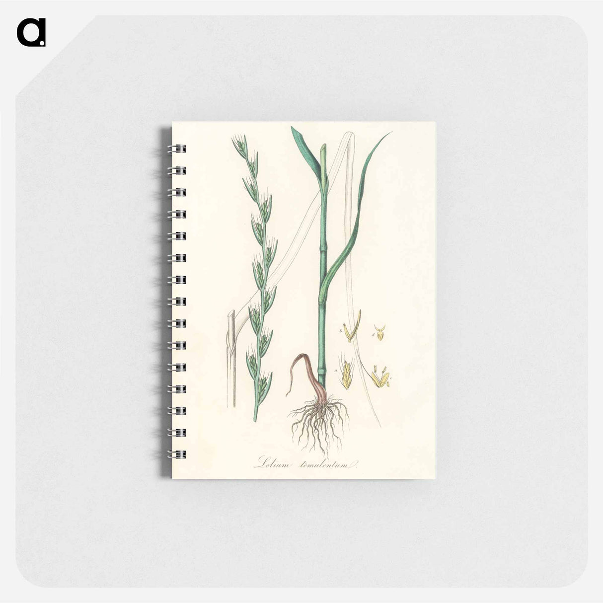 アートメモ帳-Darnel Illustration
 - 薬用植物学 Memo.
