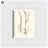 アートメモ帳-Darnel Illustration
 - 薬用植物学 Memo.