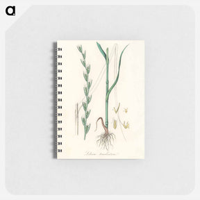 アートメモ帳-Darnel Illustration
 - 薬用植物学 Memo.