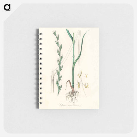 アートメモ帳-Darnel Illustration
 - 薬用植物学 Memo.