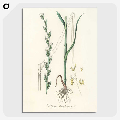 2-56_Medical-Botany_picture-crop