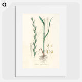 アートポスター-Darnel Illustration
 - 薬用植物学 Poster.