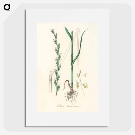 アートポスター-Darnel Illustration
 - 薬用植物学 Poster.