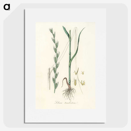 2-56_Medical-Botany_picture