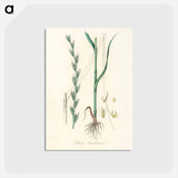 アートポストカード-Darnel Illustration
 - 薬用植物学 Postcard.