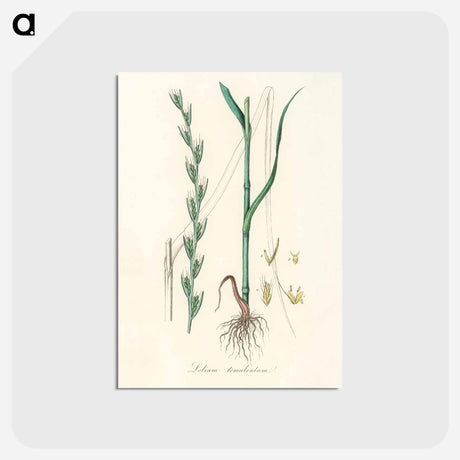 アートポストカード-Darnel Illustration
 - 薬用植物学 Postcard.