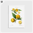 アートポストカード-Clusters of citrus - ピエール ジョゼフ ルドゥーテ Postcard.