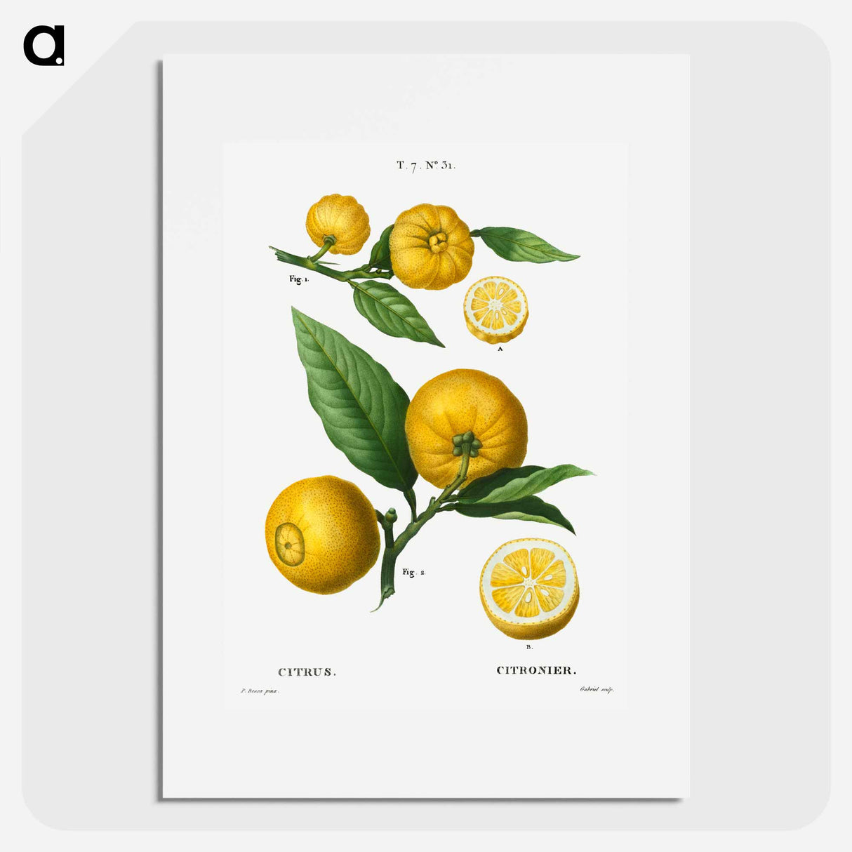 Clusters of citrus - ピエール ジョゼフ ルドゥーテ Poster.