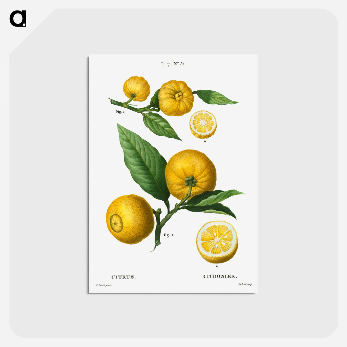 アートポストカード-Clusters of citrus - ピエール ジョゼフ ルドゥーテ Postcard.