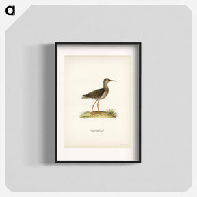 アートポスター-Common Redshank
 - スヴェンスカ フォグラル Poster.