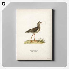 アートパネル-Common Redshank
 - スヴェンスカ フォグラル Canvas.