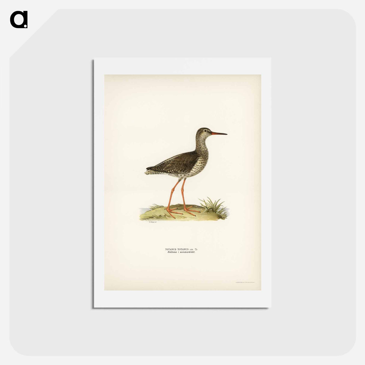 アートポストカード-Common Redshank
 - スヴェンスカ フォグラル Postcard.