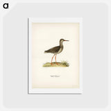 アートポストカード-Common Redshank
 - スヴェンスカ フォグラル Postcard.