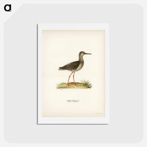 アートポストカード-Common Redshank
 - スヴェンスカ フォグラル Postcard.